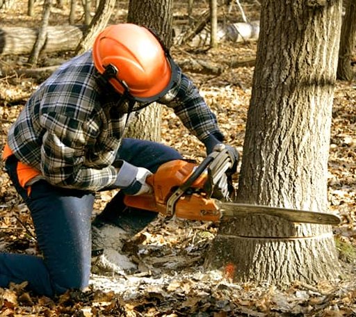 Tree Removal in Iron Gate, VA